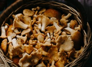 Jak suszyć grzyby? Jak suszyć grzyby?