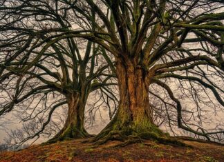Czy podwójne gniazdo to jeden punkt? Czy podwójne gniazdo to jeden punkt?