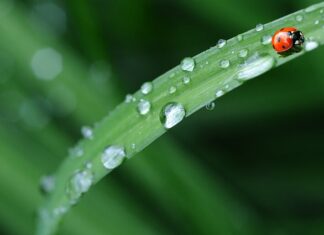 Gdzie wyrzucić stara pościel? Gdzie wyrzucić stara pościel?