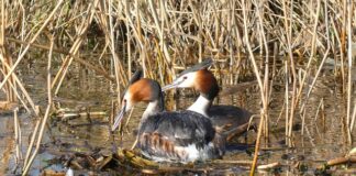 Ile gniazd 230v na jednym obwodzie?