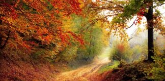 Do którego roku można palić gazem?