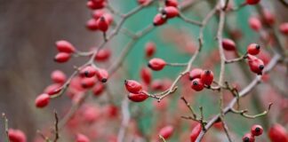 Ile ton kruszywa na m2?