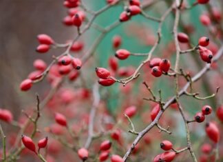 Ile ton kruszywa na m2? Ile ton kruszywa na m2?