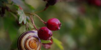 Czym się rożni Shell V-Power?