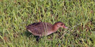 Co lepsze do pastucha drut czy linka?