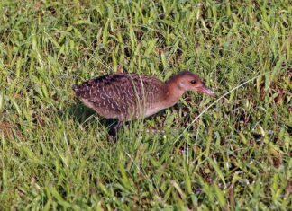 Co lepsze do pastucha drut czy linka?
