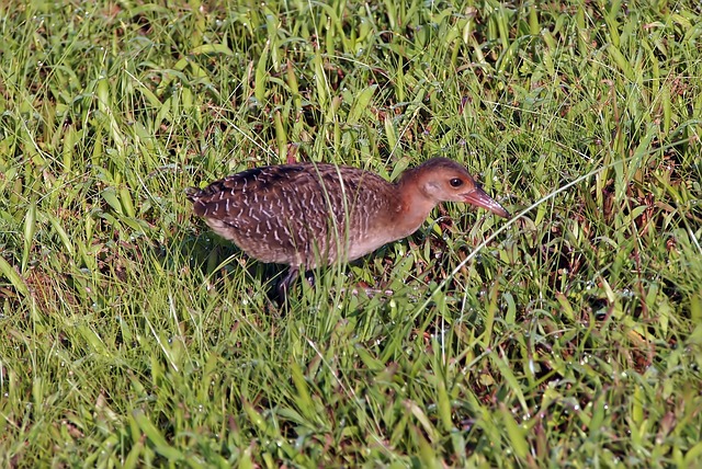Co lepsze do pastucha drut czy linka? Co lepsze do pastucha drut czy linka?