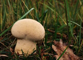 Ile worków śmieci można wystawić? Ile worków śmieci można wystawić?