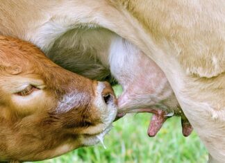 Czy dziecko może spać ze smoczkiem? Czy dziecko może spać ze smoczkiem?