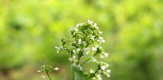 Jaki chrzan do koszyczka wielkanocnego?