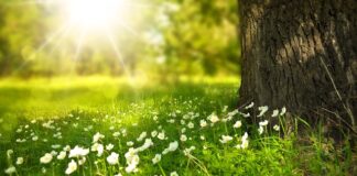 Co zamiast trawy dla psa?