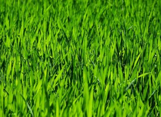 Co do koszenia małego trawnika? Co do koszenia małego trawnika?