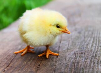 Skąd się wziął kurczak wielkanocny?