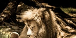 Jak obliczyć objętość na litry?