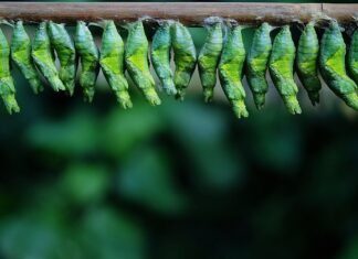 Czy kokon jest konieczny? Czy kokon jest konieczny?