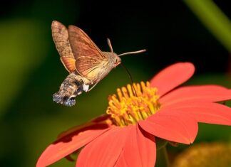 Jak wymienić dysze spryskiwaczy Peugeot 407? Jak wymienić dysze spryskiwaczy Peugeot 407?