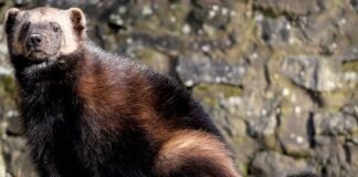 Jak wymiana Szybkozłącze na przewodu paliwowego?