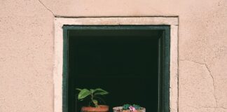 Czy można Podlewać trawę w dzień?