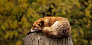 Co oznacza czerwony kosz na śmieci?