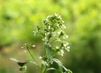 Co zamiast chrzanu do koszyczka? Co zamiast chrzanu do koszyczka?