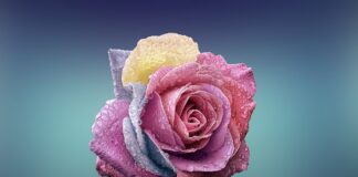 Czym się różni Kopciuch od normalnego pieca?